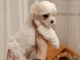 Maltese cani Cuccioli Maltese - Annuncio 20
