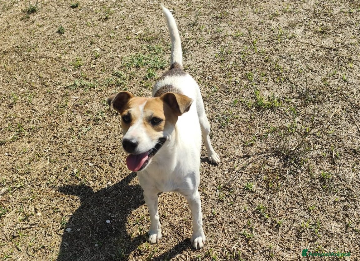 Meticcio cani GINNY 2 anni taglia piccola - Annuncio 18