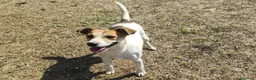 Meticcio cani in regalo: GINNY 2 anni taglia piccola - Annuncio 1
