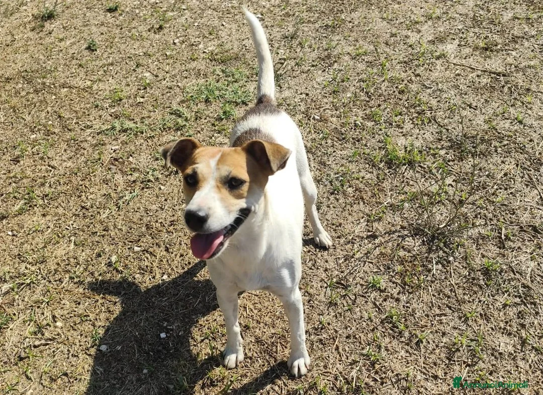 Meticcio cani in regalo: GINNY 2 anni taglia piccola - Annuncio 1