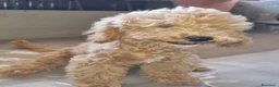 Barboncino Toy cani in vendita: Barboncino toy colore champagne  - Annuncio 3