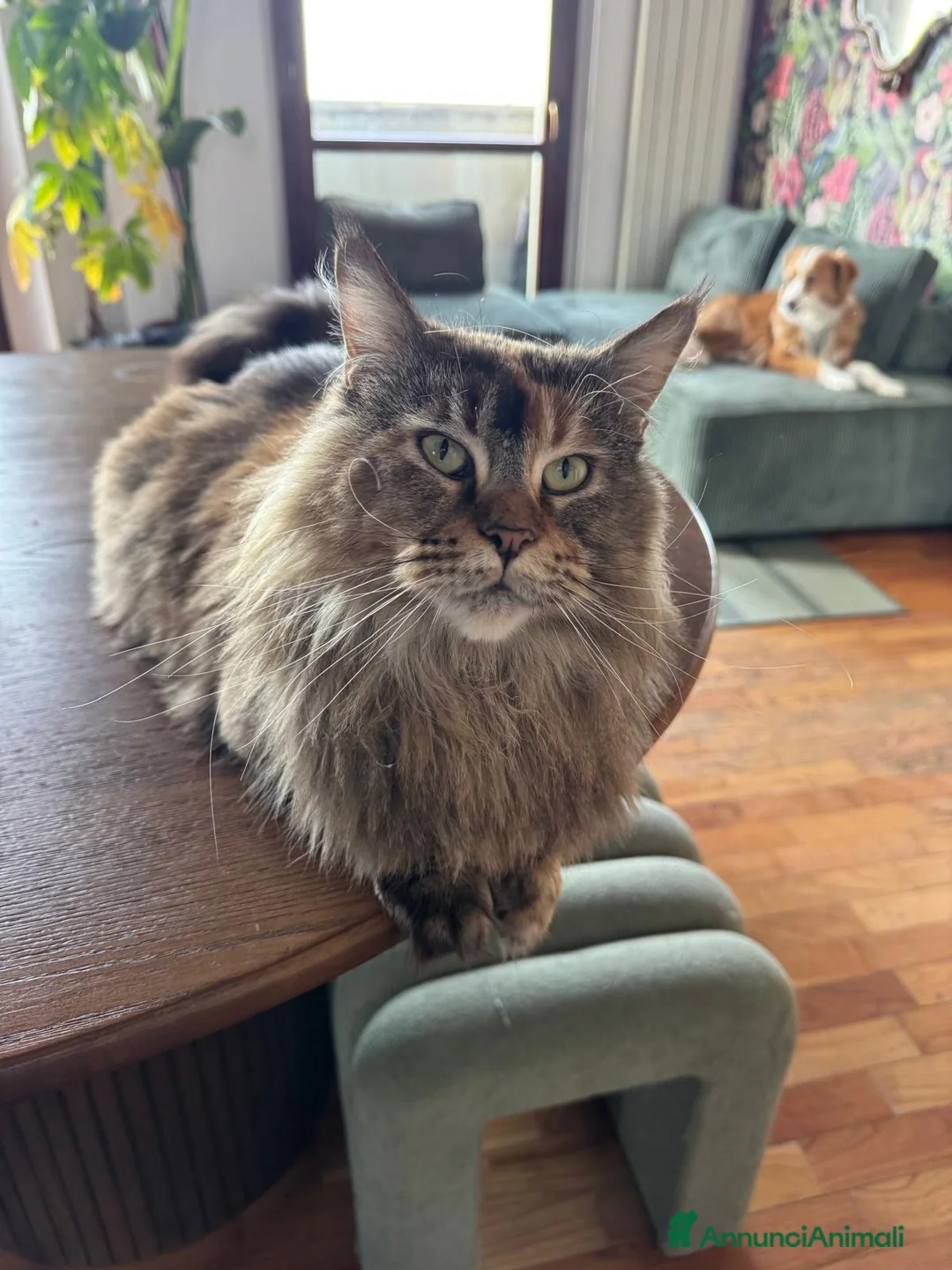 Maine Coon gatti in vendita: Cucciole Maine Coon Black Silver Tortie - Annuncio 2