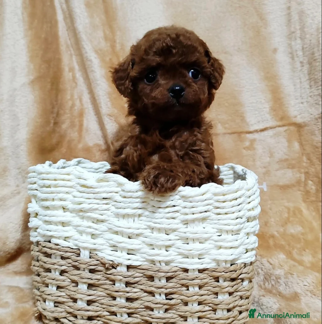 Barboncino cani in vendita: Barboncini red intenso asiatici mini toy  - Annuncio 2