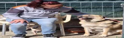 Meticcio cani in regalo: Raja, un'equilibrata meticcia di circa 5 anni - Annuncio 12