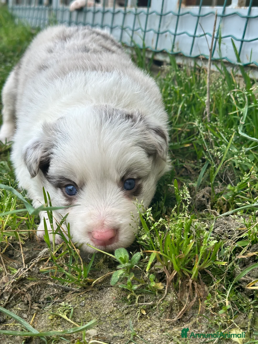Border Collie cani in vendita: Ultimi border collie con pedigree - Annuncio 3