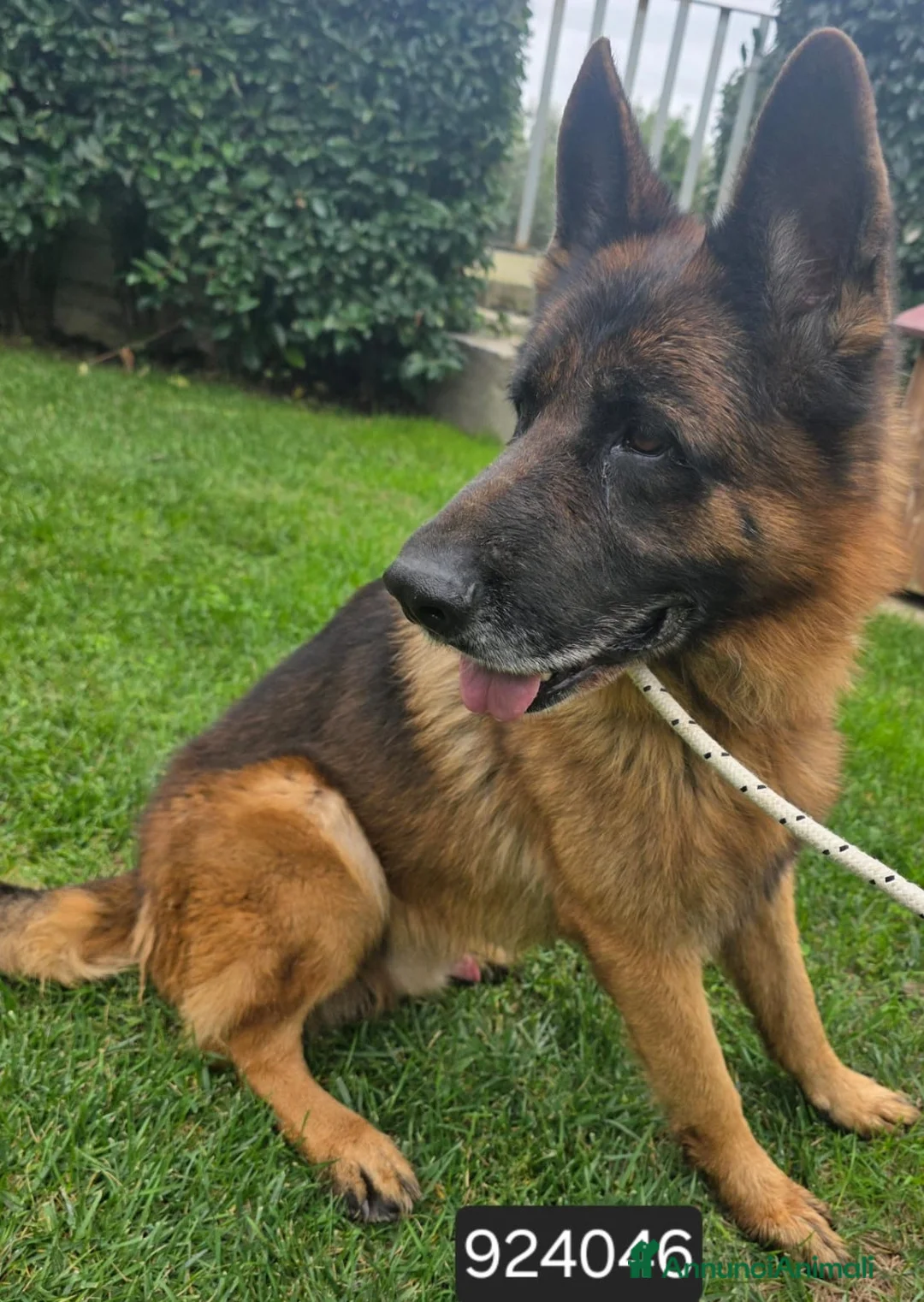 Pastore Tedesco cani in regalo: Sandokan - Annuncio 1