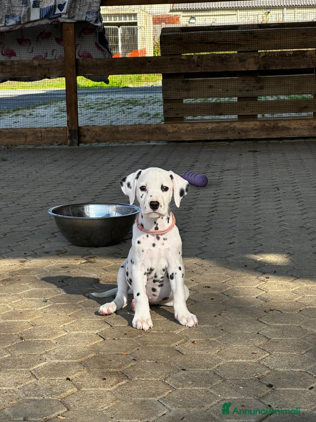 Dalmata cani in vendita: Cucciola dalmata con pedigree  - Annuncio 8