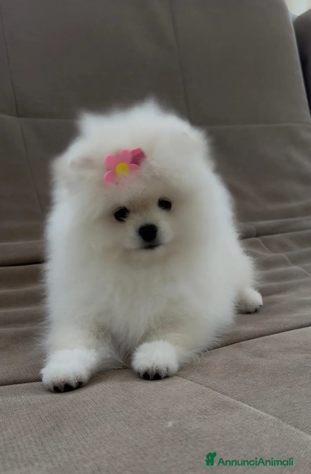 Volpino Pomerania cani in vendita: Pomerania Toy - Annuncio 7
