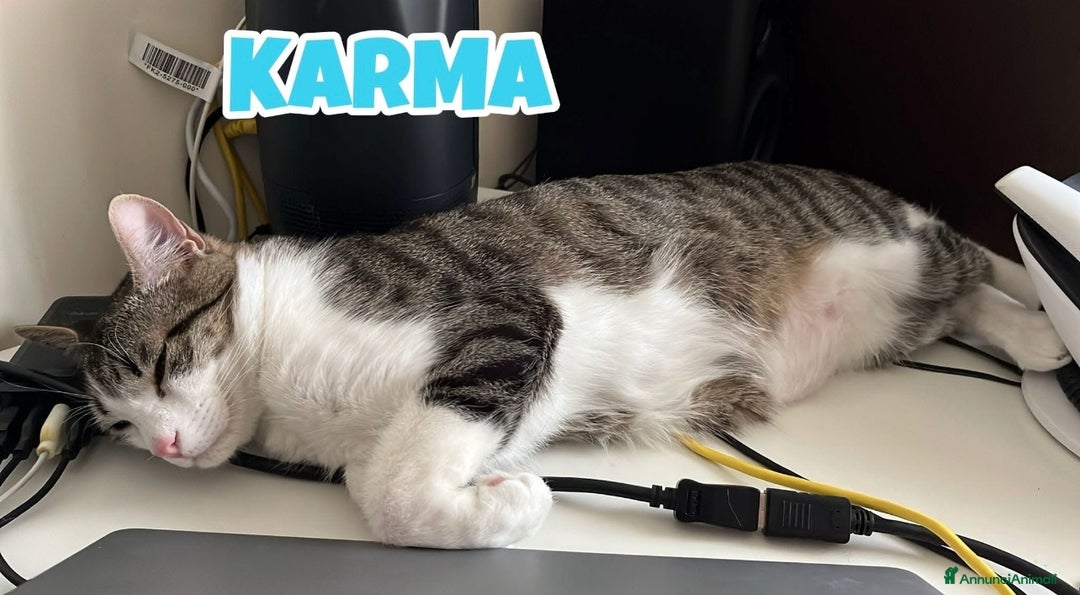 Europeo gatti in regalo: Karma e Miele due micini meravigliosi  - Annuncio 2