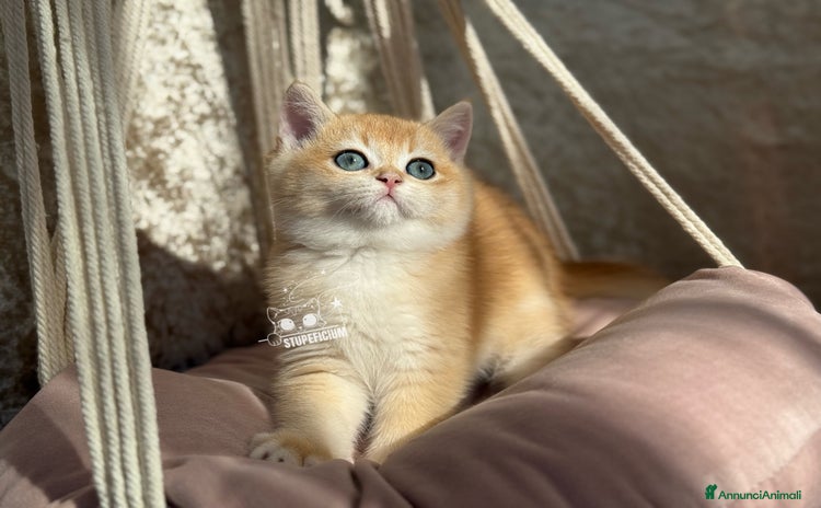 British gatti - Annuncio 4