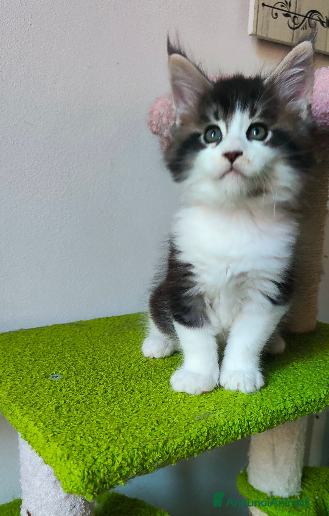 Maine Coon gatti in vendita: piccoli giganti Cattery - Annuncio 24