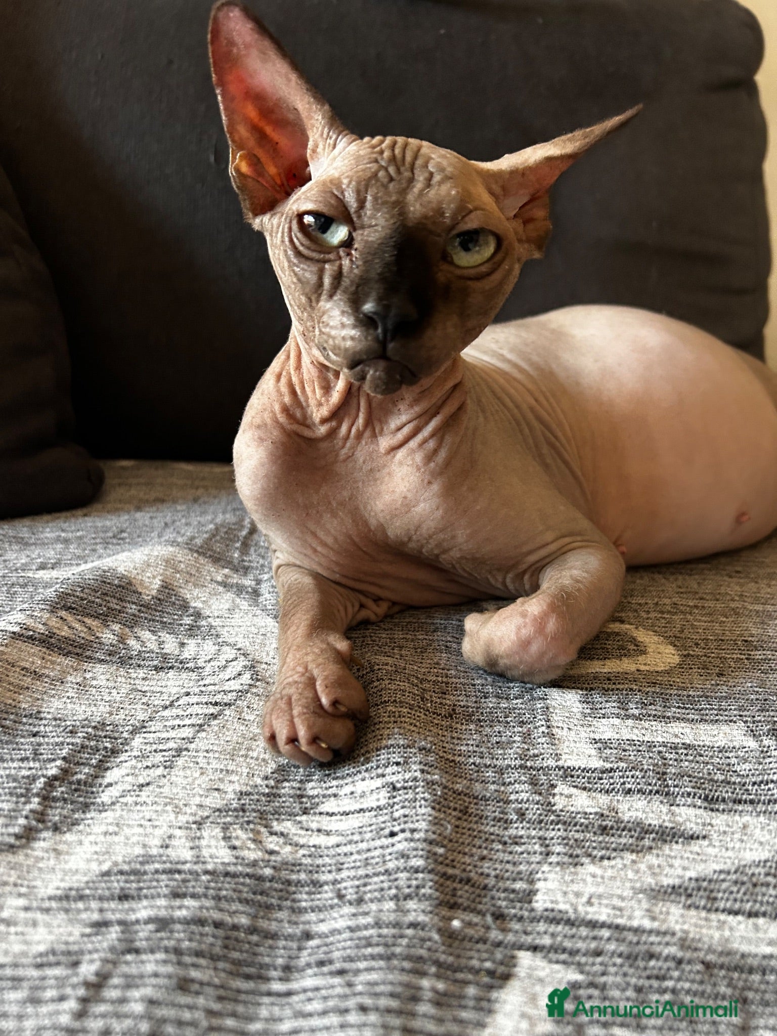 Sphynx gatti CUCCIOLI SPHYNX DI CUI UNO OCCHI IMPARI - Annuncio 2