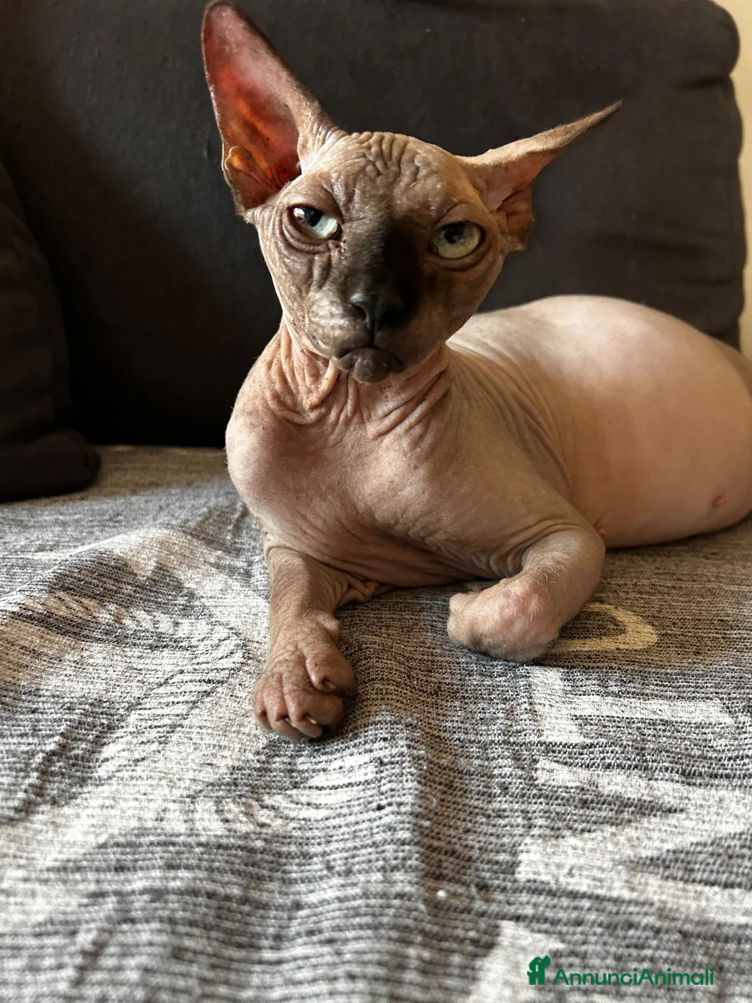 Sphynx gatti in vendita: CUCCIOLI SPHYNX DI CUI UNO OCCHI IMPARI - Annuncio 1