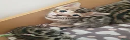 Bengala gatti in vendita: Gattini Bengala bellissimi - Annuncio 2