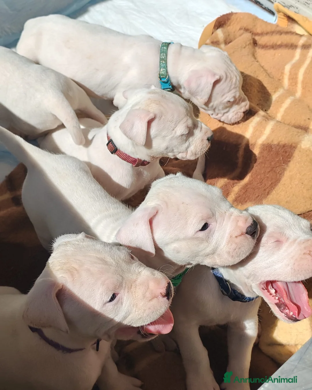 Dogo Argentino cani in vendita: Cuccioli di dogo Argentino disponibili - Annuncio 2