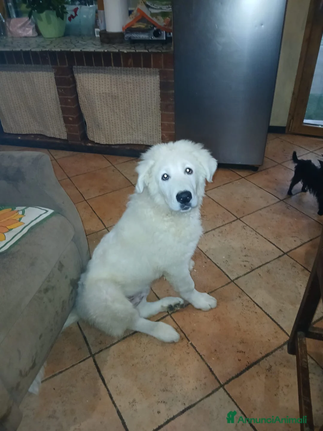 Pastore Abbruzzese Maremmano cani in vendita: Cuccioli di Pastore Maremmano  - Annuncio 5