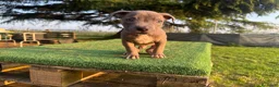 Pitbull cani in vendita: Cucciolo di Pit Bull Blue Brindle anche a rate - Annuncio 12