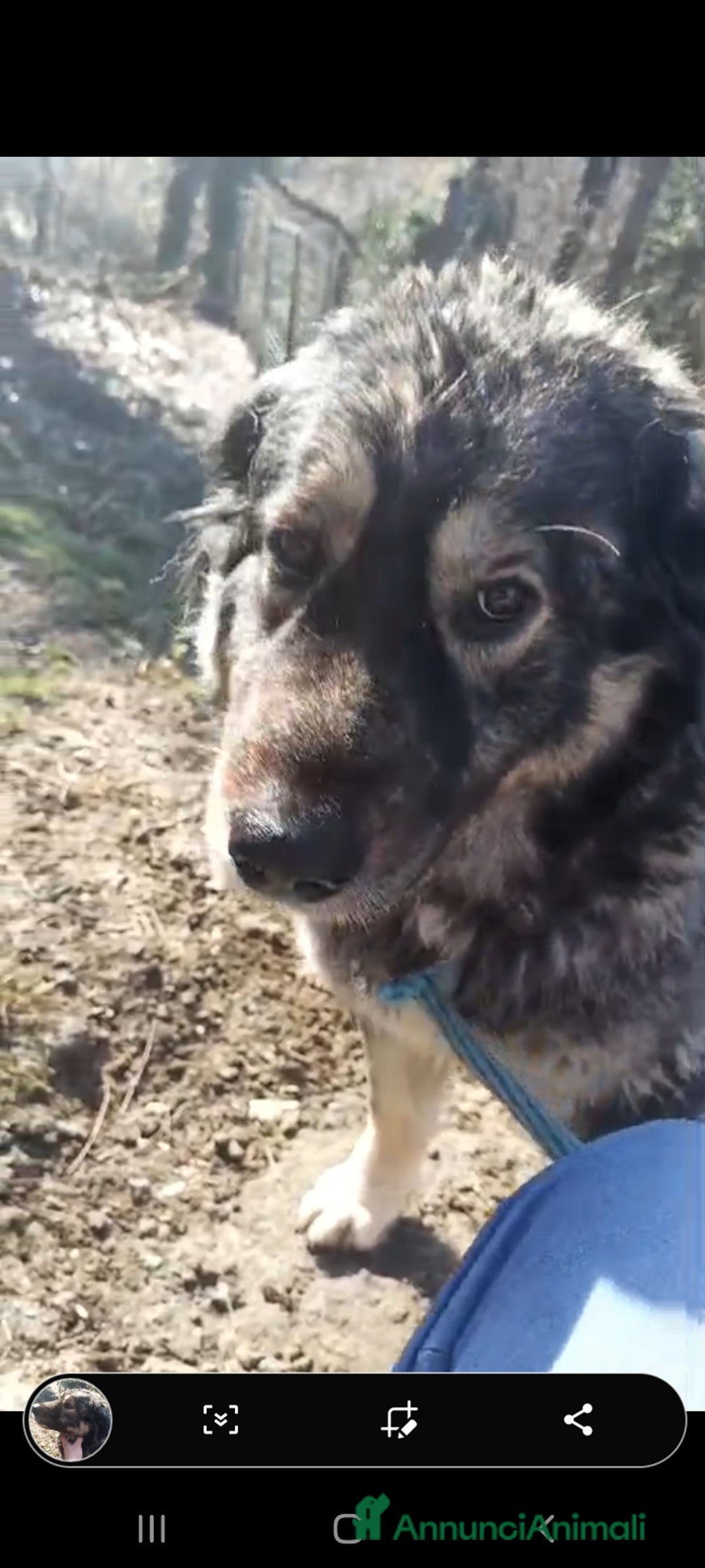 Meticcio cani in regalo: NAVONA mix Pastore Carpazi 4/5anni ALESSANDRIA a Città metropolitana di Milano - Annuncio 4