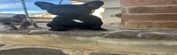 Bulldog Francese cani in vendita: bulldog francese nero tigrato bulldogue cani - Annuncio 6