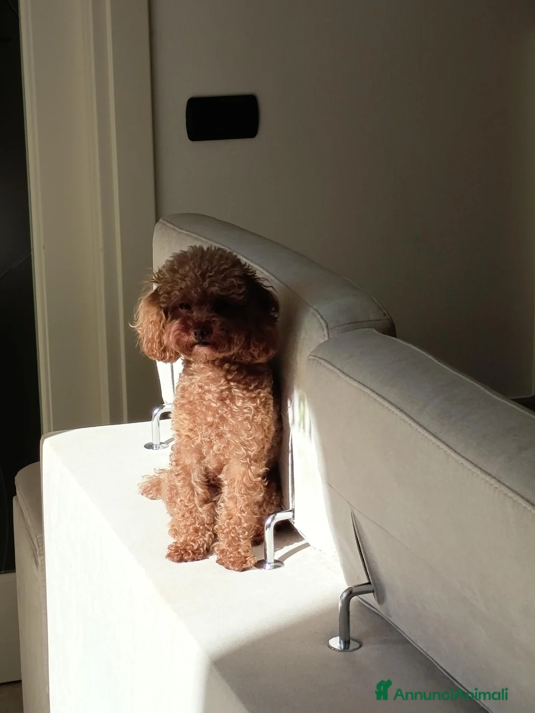 Barboncino Toy cani in vendita: Barboncino Toy red - Annuncio 1