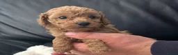 Barboncino Toy cani in vendita: Bellissimi Barboncini toy  - Annuncio 3