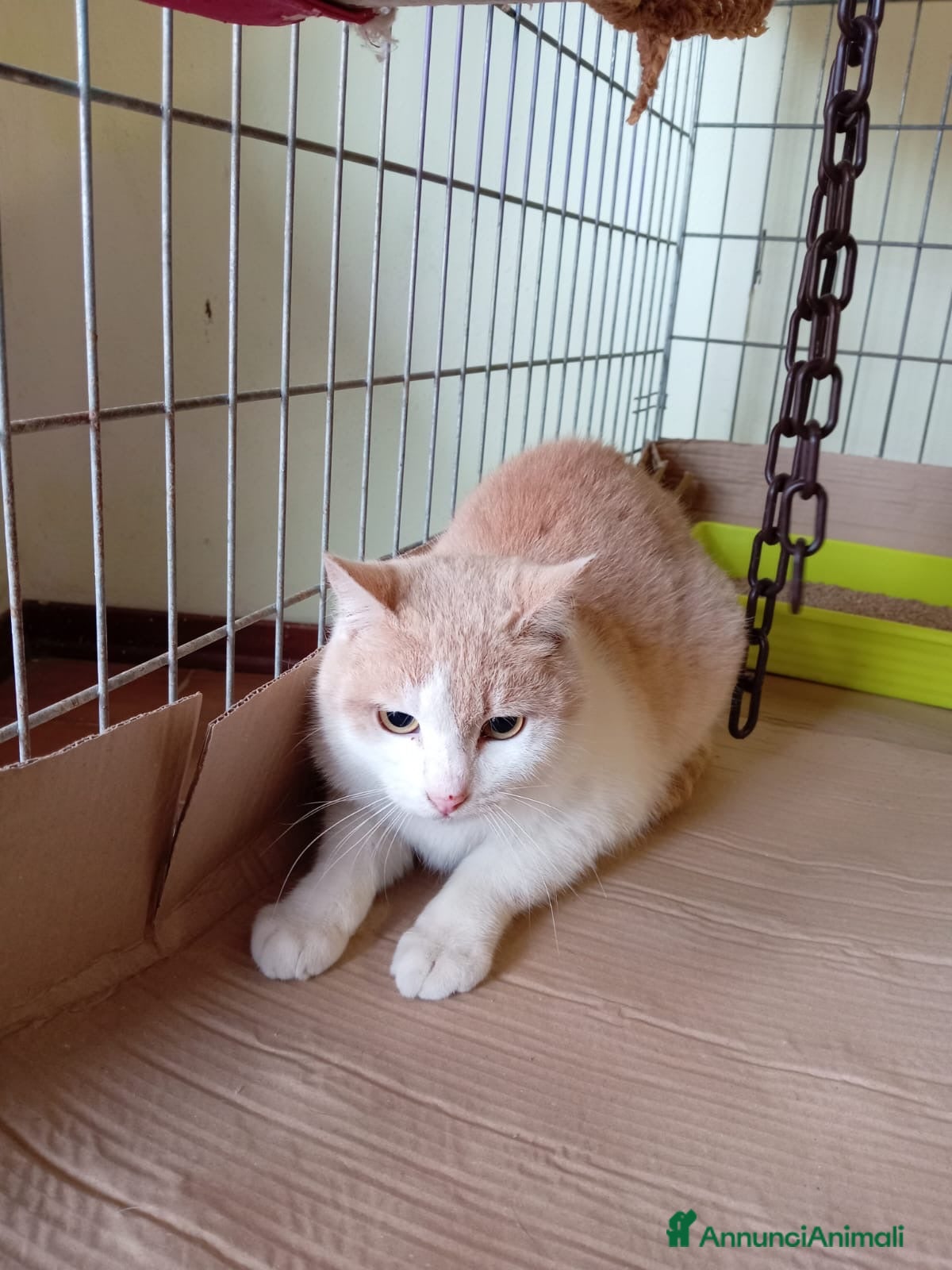 Europeo gatti gatto 7 mesi cerca casa❤️ - Annuncio 17