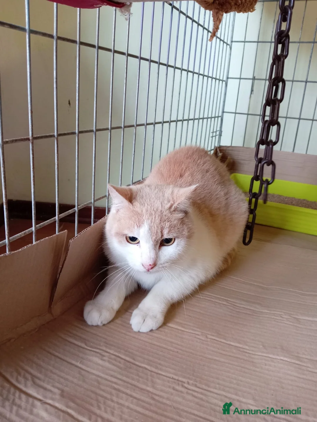 Europeo gatti in regalo: gatto 7 mesi cerca casa❤️ - Annuncio 1