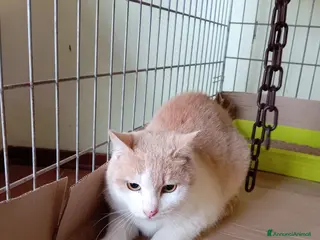 Europeo gatti gatto 7 mesi cerca casa❤️ - Annuncio 17