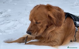 Golden Retriever cani per accoppiamento: GOLDEN RETRIEVER MASCHIO PER ACCOPPIAMENTO a Città Metropolitana di Milano - Immagine 12