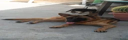 Pastore Tedesco cani in vendita: Cuccioli pastore tedesco  - Annuncio 5