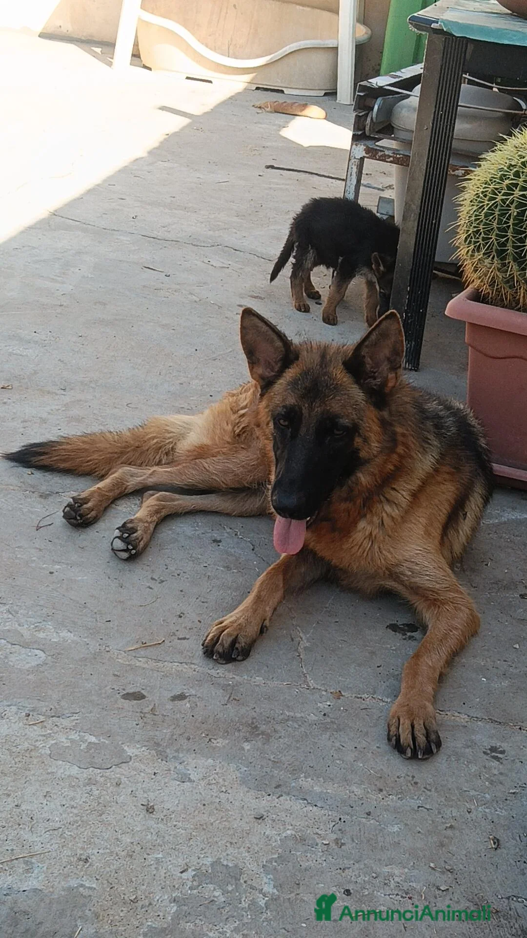 Pastore Tedesco cani in vendita: Cuccioli pastore tedesco  - Annuncio 5