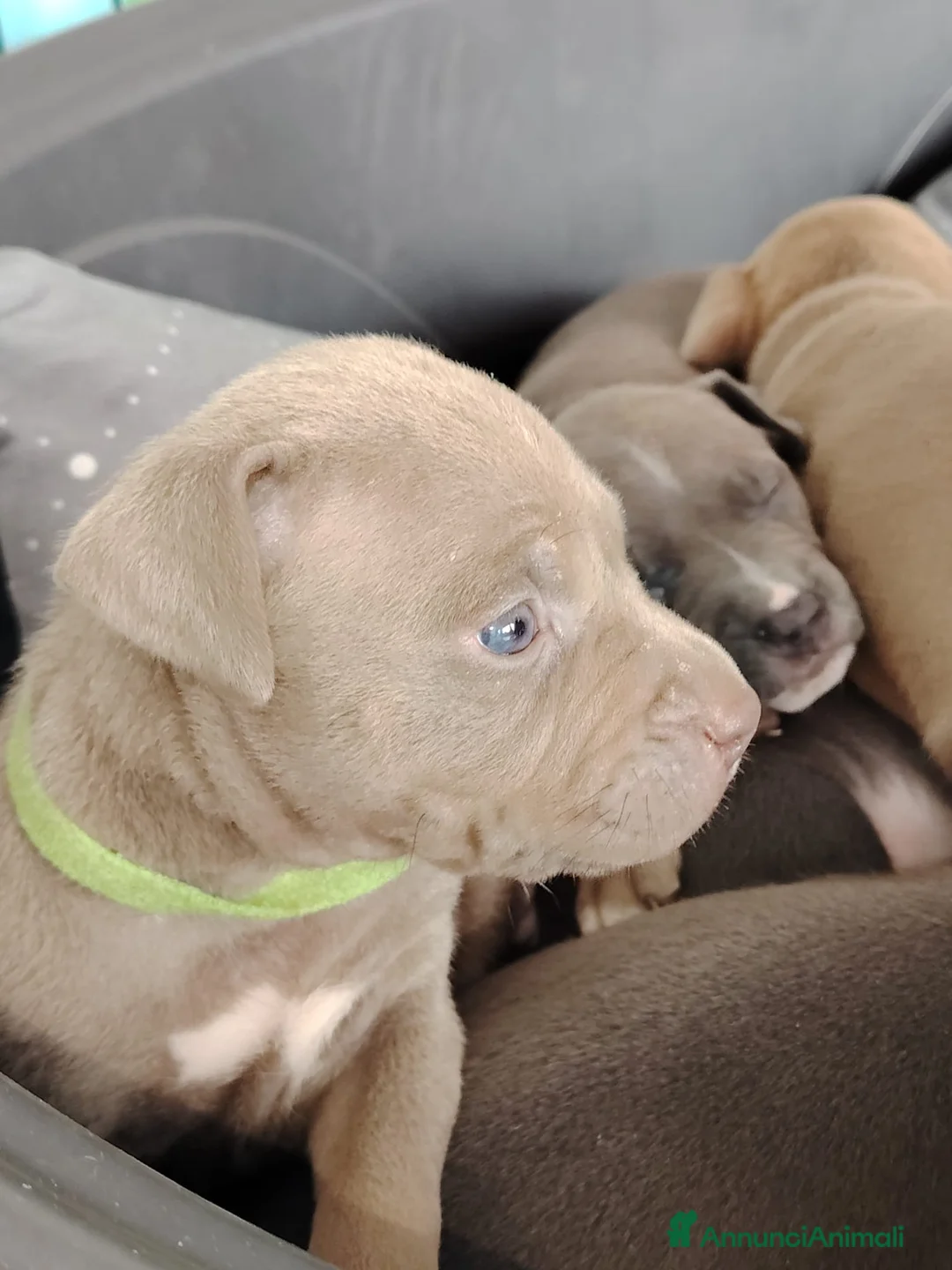 Pitbull cani in vendita: Meravigliosi e ricercati cuccioli di Pitbull - Annuncio 4