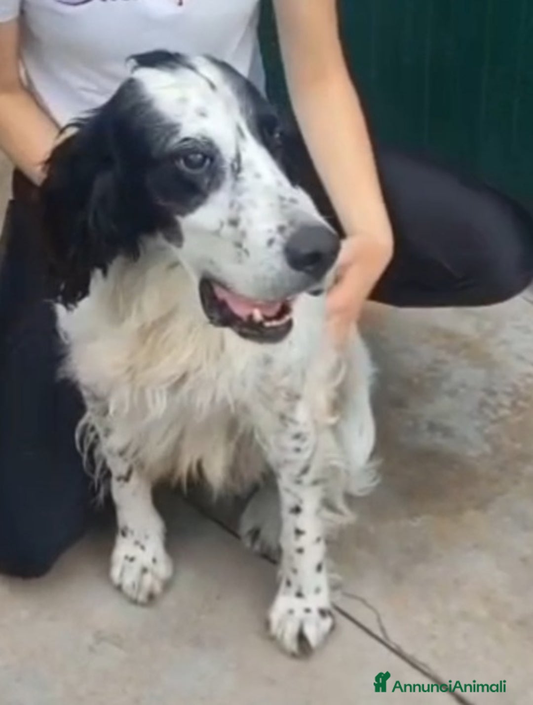 Setter Inglese cani in regalo: Setter inglese 10anni IPOVEDENTE SOS CASA BRESCIA - Annuncio 2