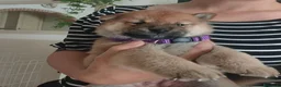 Shiba Inu cani in vendita: Cuccioli di Shiba Inu  - Annuncio 3