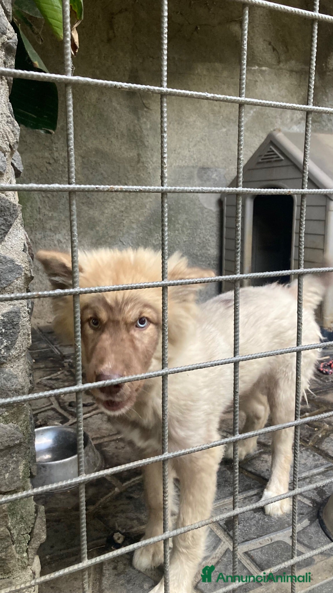 Meticcio cani Theo giocherellone cerca famiglia  - Annuncio 6