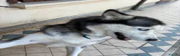 Husky cani in vendita: Husky maschio di 5 anni - Annuncio 3