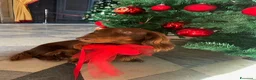 Bassotto cani per accoppiamento: Bassotto pelo lungo maschio per accoppiamento. - Annuncio 2
