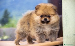 Volpino Pomerania cani in vendita: Cucciole di Spitz Pomerania nate il 7 giugno 2025 - Immagine 4