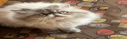 Persiano gatti per accoppiamento: Gatto maschio Persiano per accoppiamento  - Annuncio 2