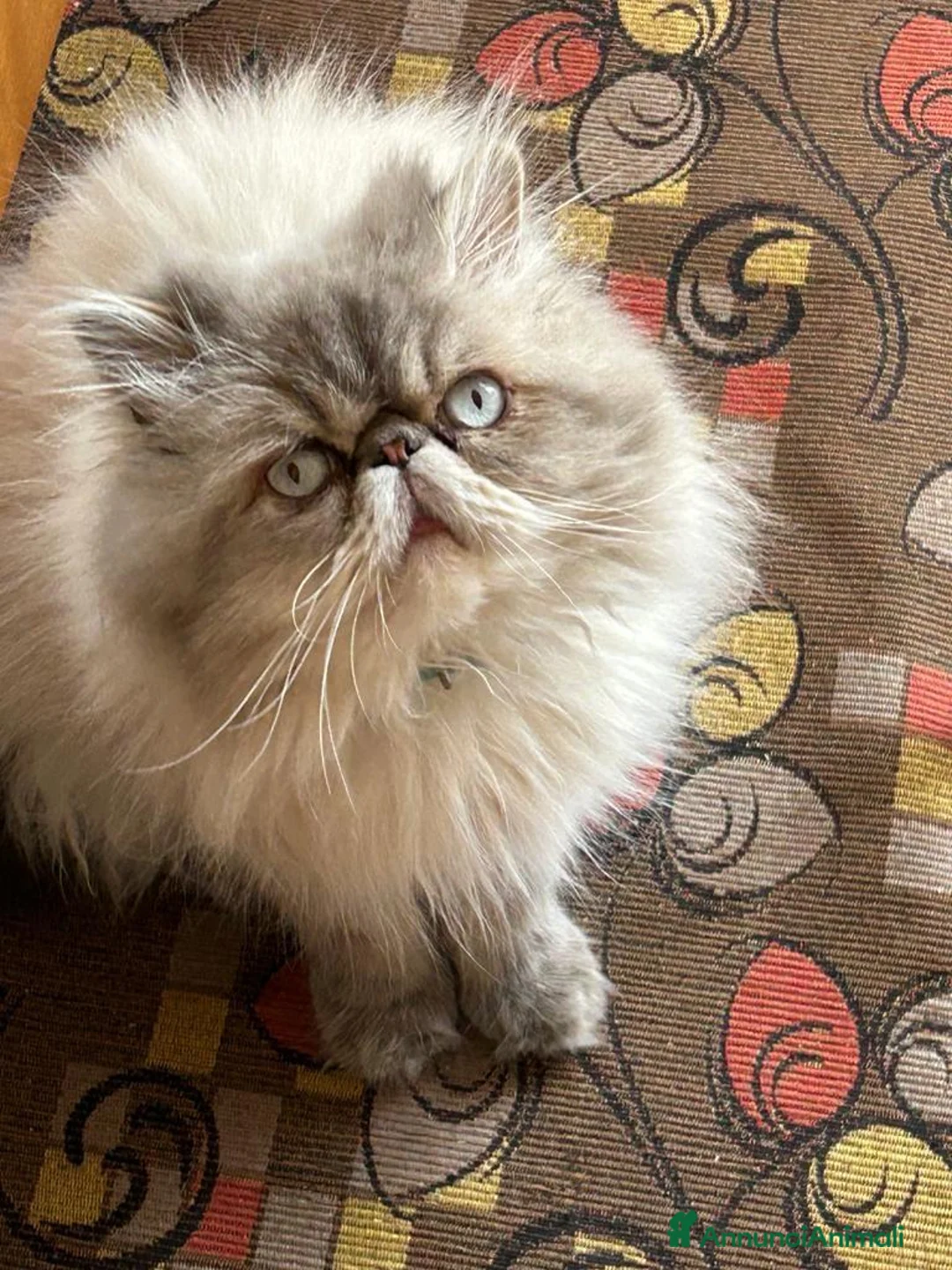 Persiano gatti per accoppiamento: Gatto maschio Persiano per accoppiamento  - Annuncio 2