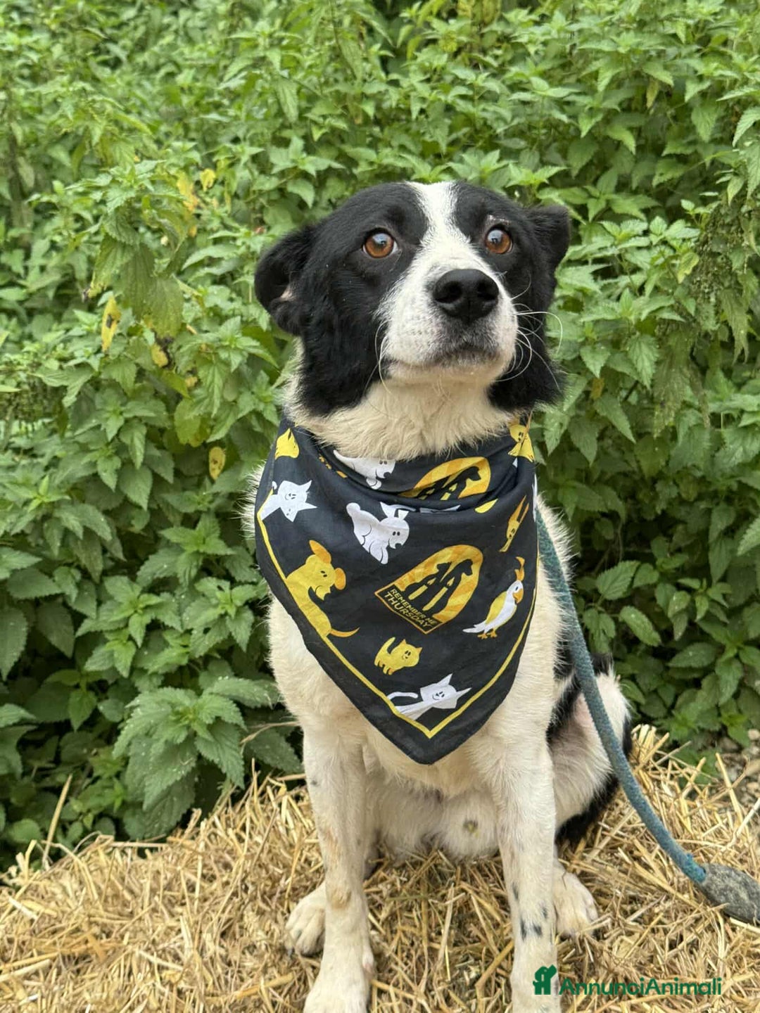 Meticcio cani in regalo: WIND, timido nanetto cerca famiglia! - Annuncio 3