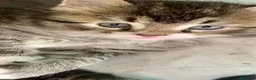 Siberiano gatti in vendita: Gattini siberiani puri a Città Metropolitana di Genova - Annuncio 7