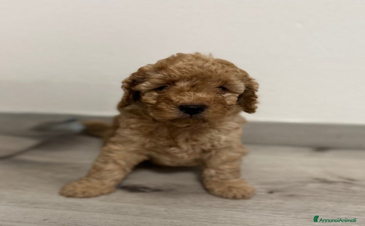 Barboncino cani a Provincia di Gorizia - Annuncio 13