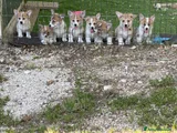 Corgi Pembroke Cucciolo 1