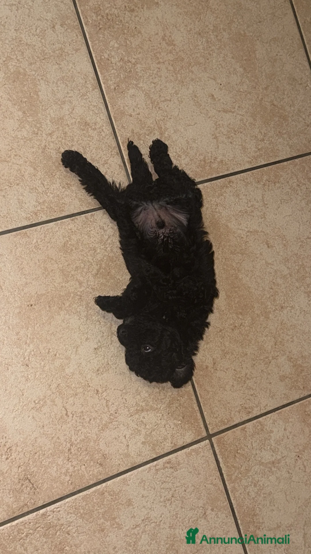 Barboncino cani in vendita: Barboncino a Provincia di Imperia - Annuncio 5