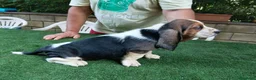 Bassethound cani in vendita: Cuccioli bassethound  - Annuncio 5