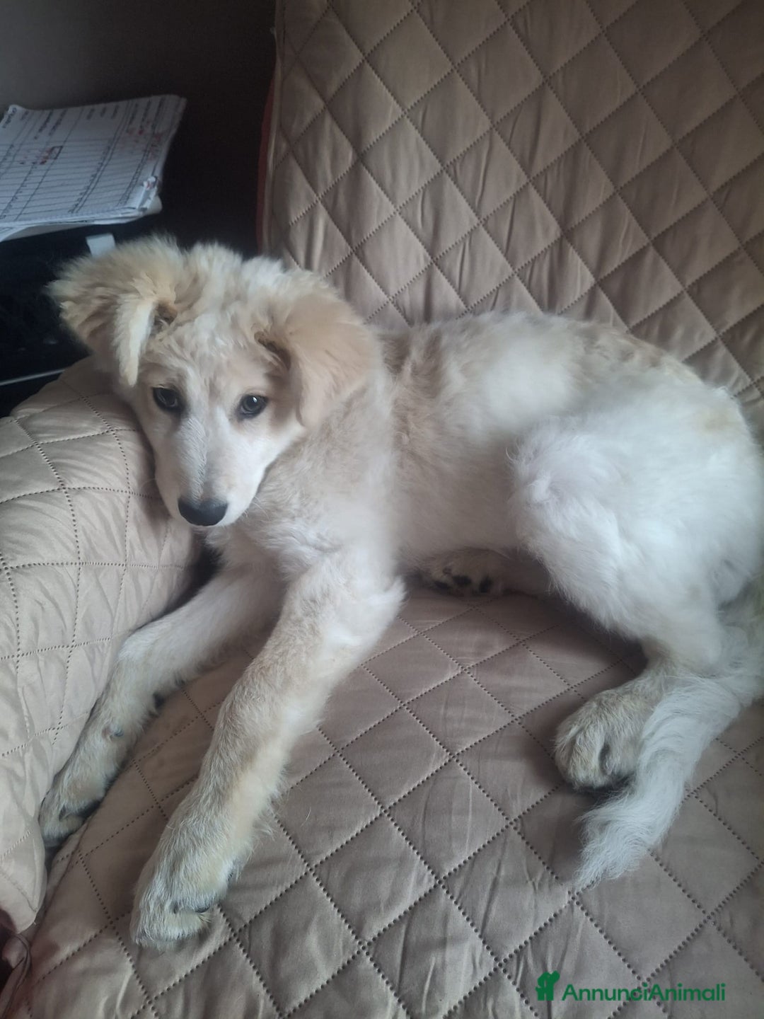 Meticcio cani in regalo:  Regalo bellissimo cucciolo maschio 4 mesi    - Annuncio 4