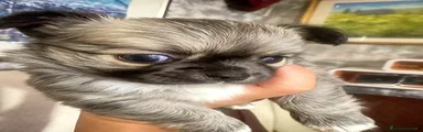 Chihuahua 1