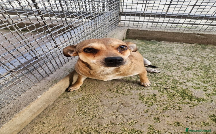 Meticcio cani Fiamma: taglia piccola, 1 anno, socievole  - Annuncio 6