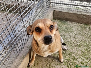 Meticcio cani Fiamma: taglia piccola, 1 anno, socievole - Annuncio 18